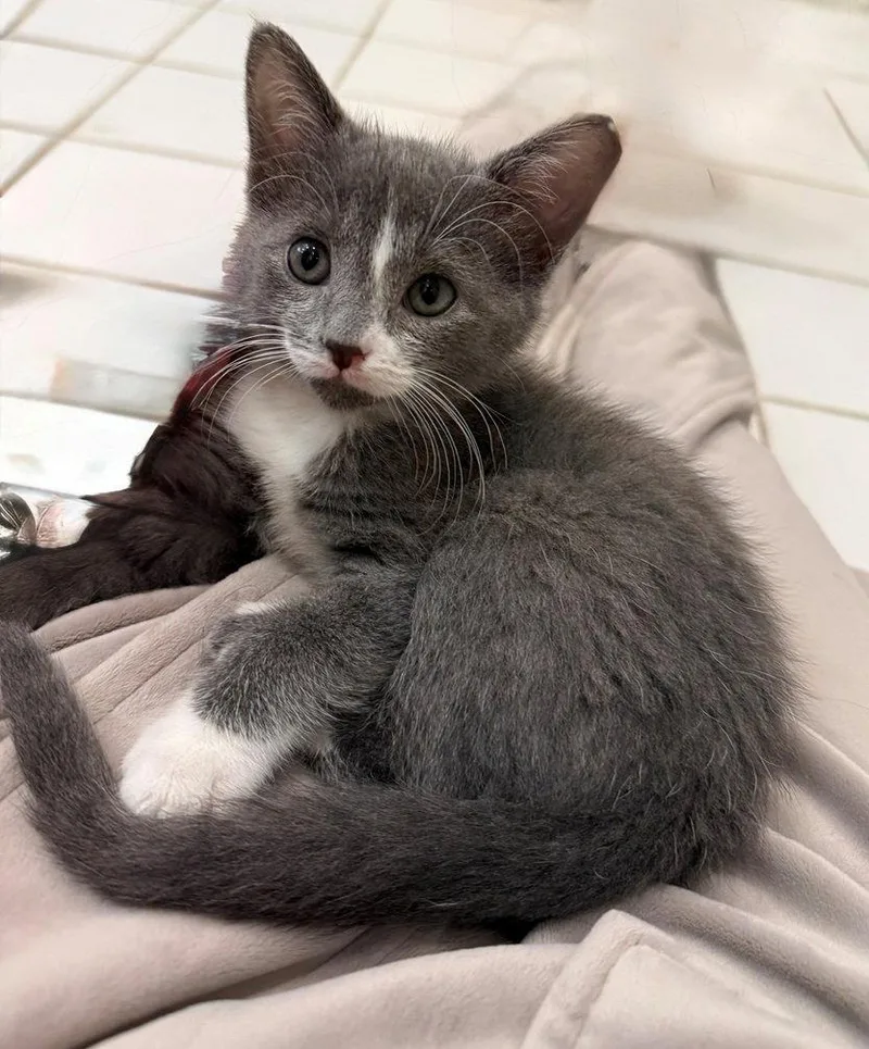 A baby medium-sized female Russian Blue cat named Brillo for adoption in Nashville, TN