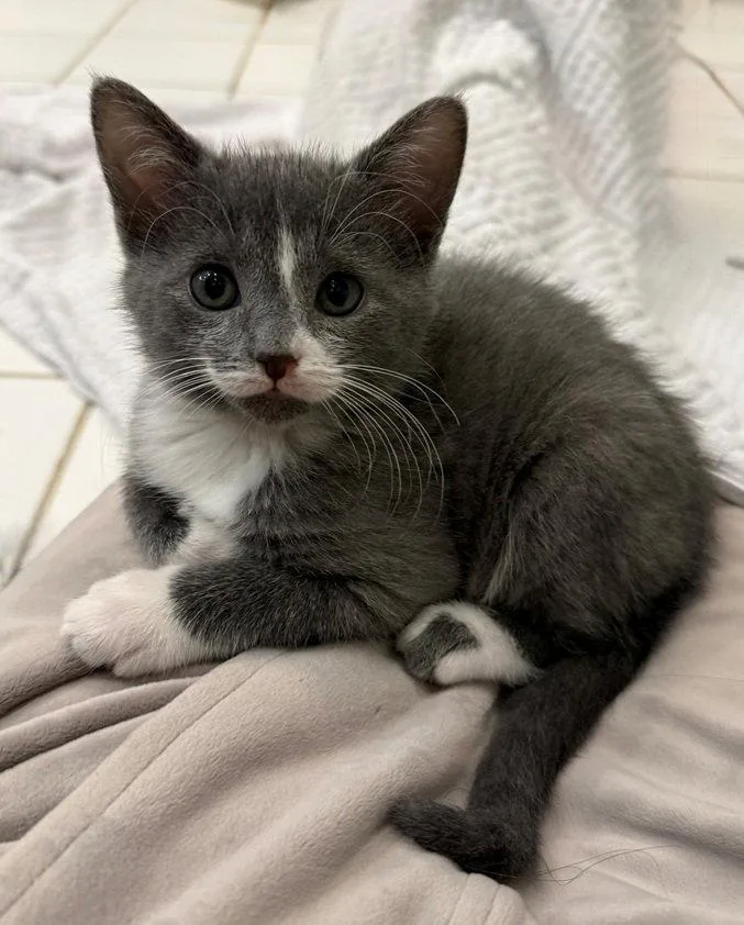 Brillo thumbnail 3