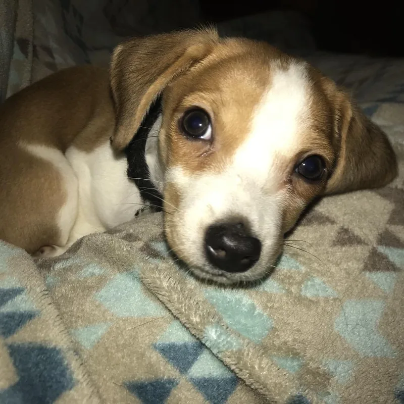 A baby small-sized female Yellow / Tan / Blond / Fawn Beagle dog named Annie for adoption in Palestine, TX