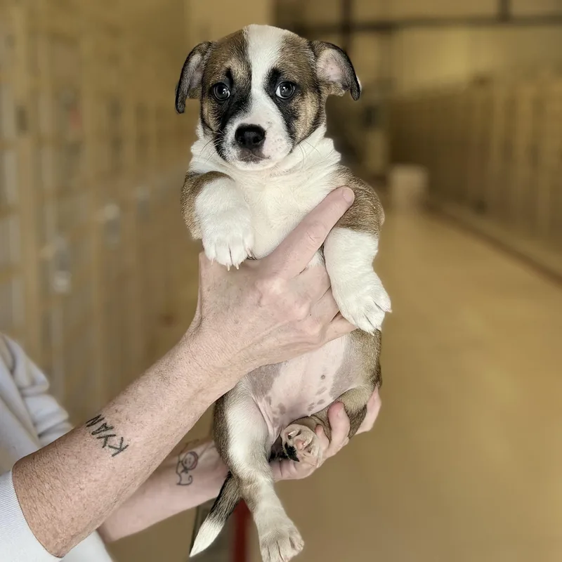 A baby medium-sized female Terrier dog named Kat for adoption in Chicago, IL