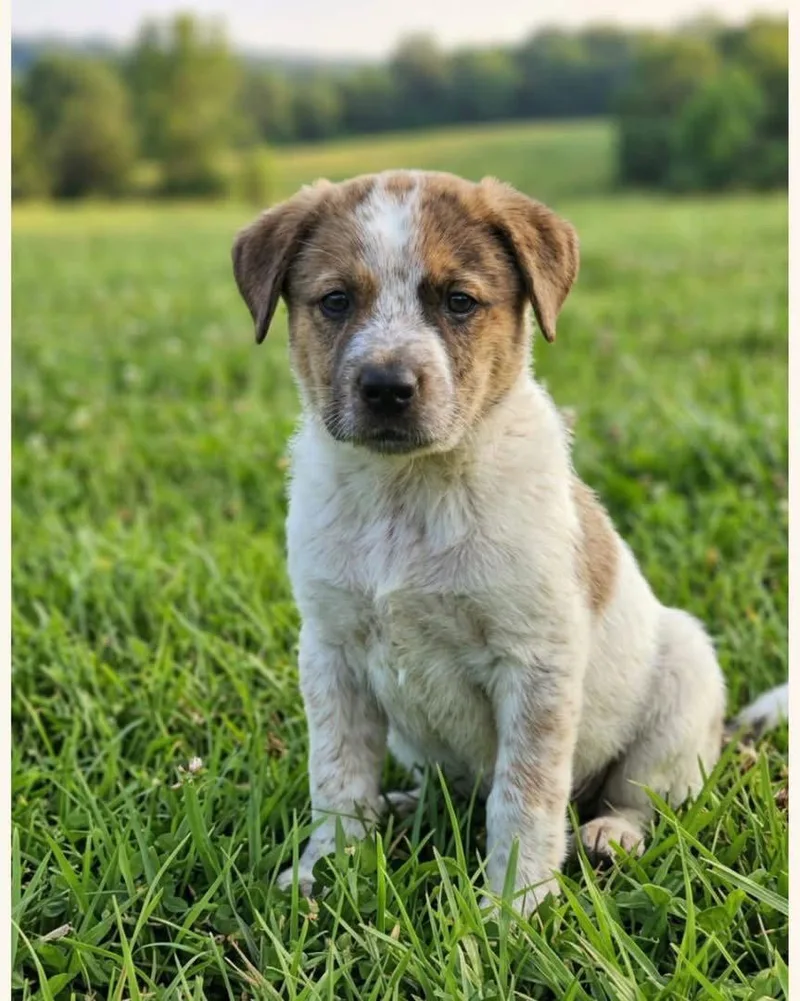 A baby medium-sized female Australian Cattle Dog / Blue Heeler dog named Scout for adoption in Barnhart, MO