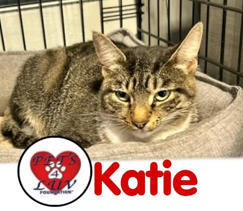 Katie Jvc thumbnail 2