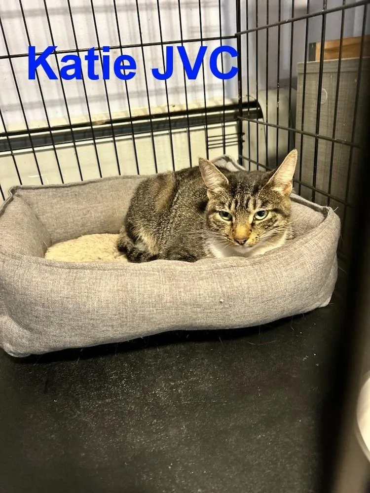 Katie Jvc thumbnail 3