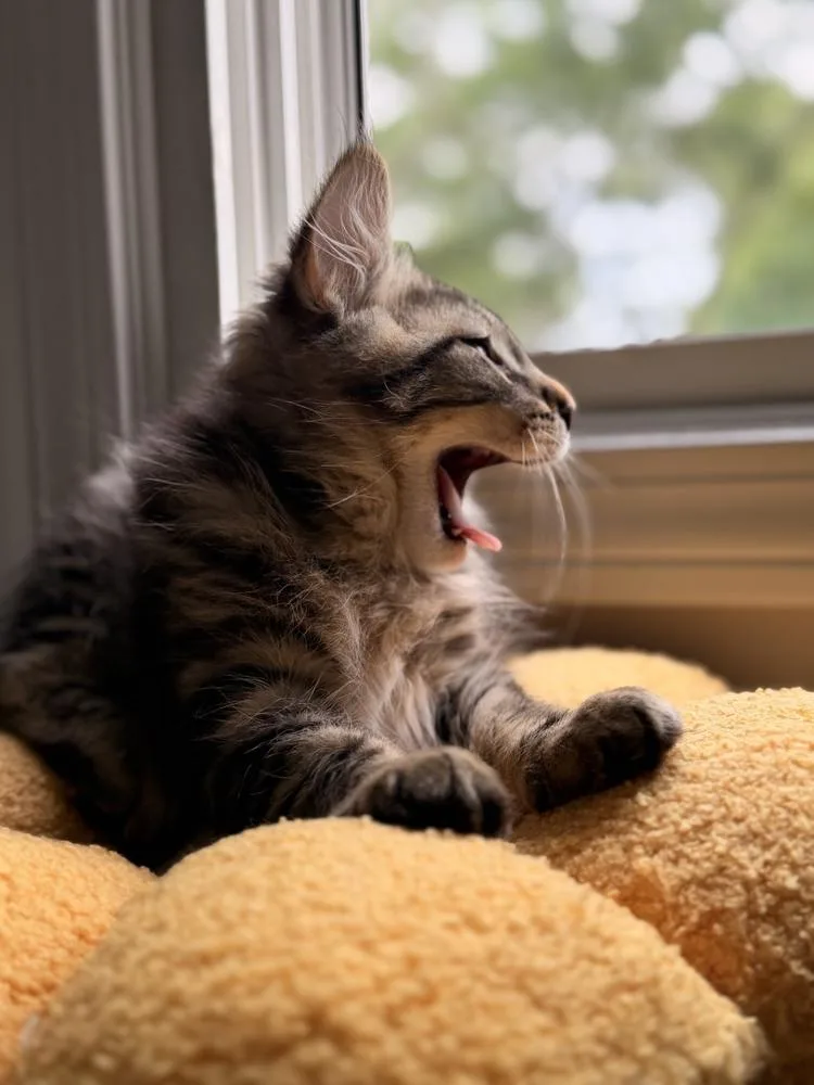 A baby small-sized male Gray / Blue / Silver Domestic Long Hair cat named Caspian for adoption in Duxbury, MA