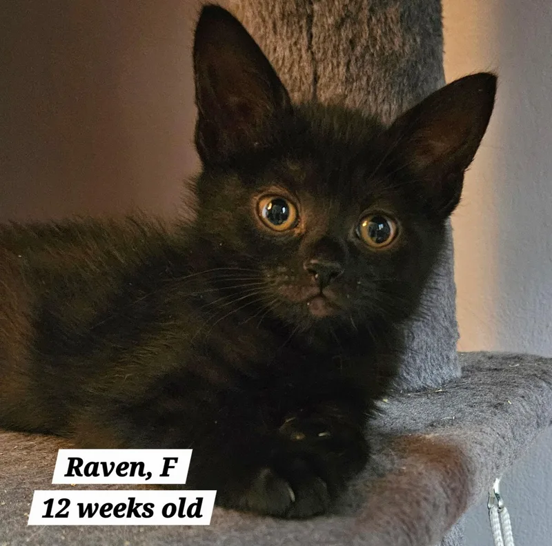 A baby medium-sized female Domestic Short Hair cat named Raven for adoption in Succasunna, NJ