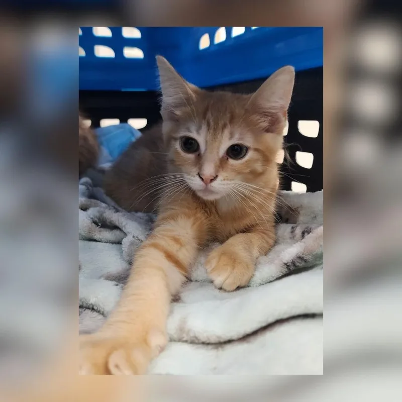 A baby small-sized male Orange / Red Domestic Short Hair cat named Earl for adoption in Toledo, OH