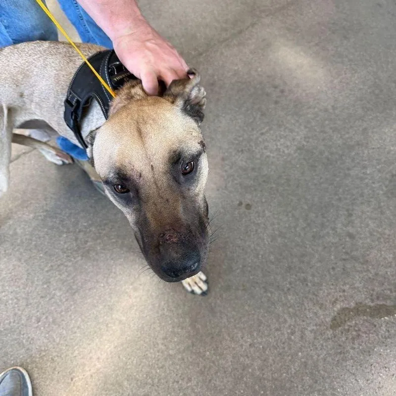 An adult small-sized male Labrador Retriever dog named Alonzo for adoption in Kingman, AZ