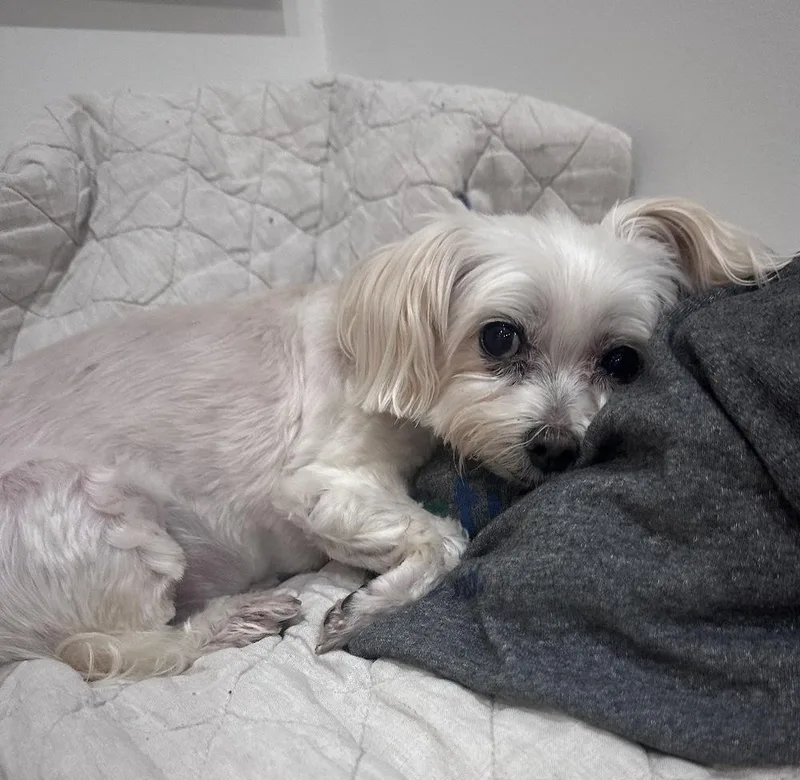 A senior small-sized female Maltese dog named Barbara for adoption in Dunwoody, GA