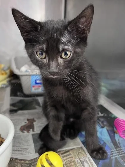 A baby small-sized male Domestic Short Hair cat named Oboe for adoption in Houston, TX