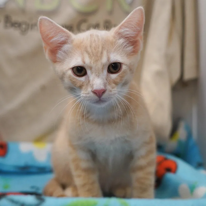 A baby medium-sized male Tabby cat named Cafe Au Lait for adoption in Garland, TX