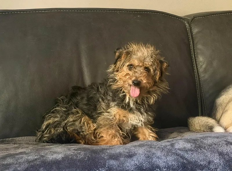 An adult small-sized female Yorkshire Terrier dog named Nori for adoption in Grand Forks, ND