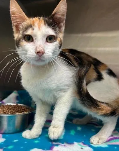 A baby small-sized female Domestic Short Hair cat named Celine for adoption in Lunenburg, MA