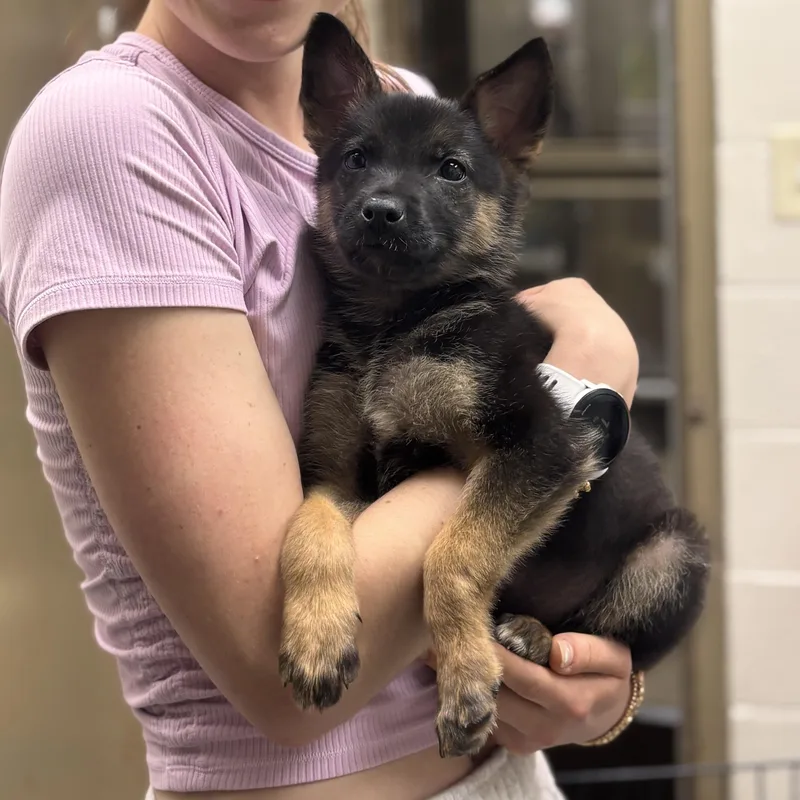 A baby large-sized female Bicolor German Shepherd Dog dog named Apple for adoption in Collierville, TN