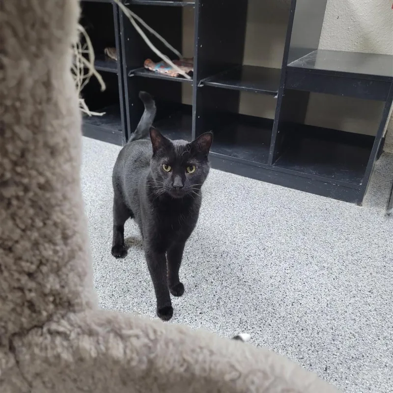 An adult medium-sized male Black Domestic Short Hair cat named Travis for adoption in Monroe, MI