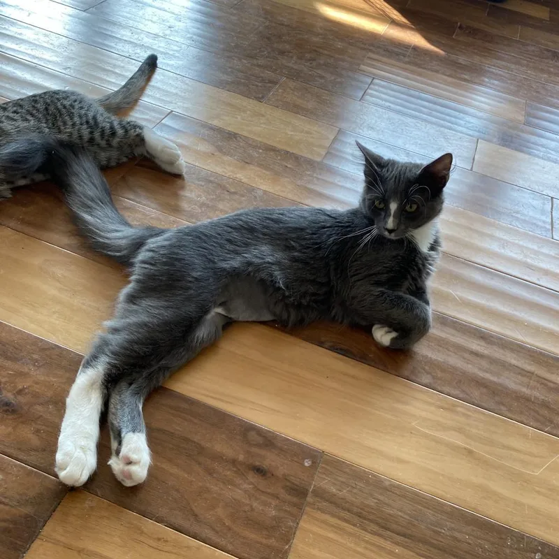 An adult extra large-sized male Gray / Blue / Silver Domestic Medium Hair cat named Herman for adoption in Harrisonburg, VA