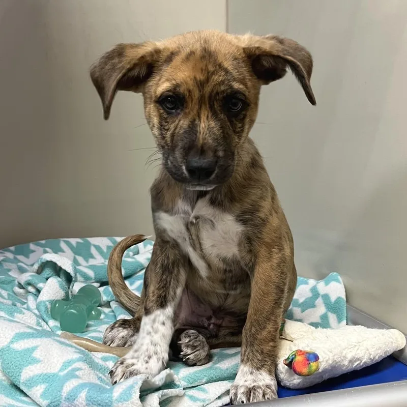 A baby medium-sized male Brindle Shepherd dog named Captain Crunch for adoption in Las Vegas, NV