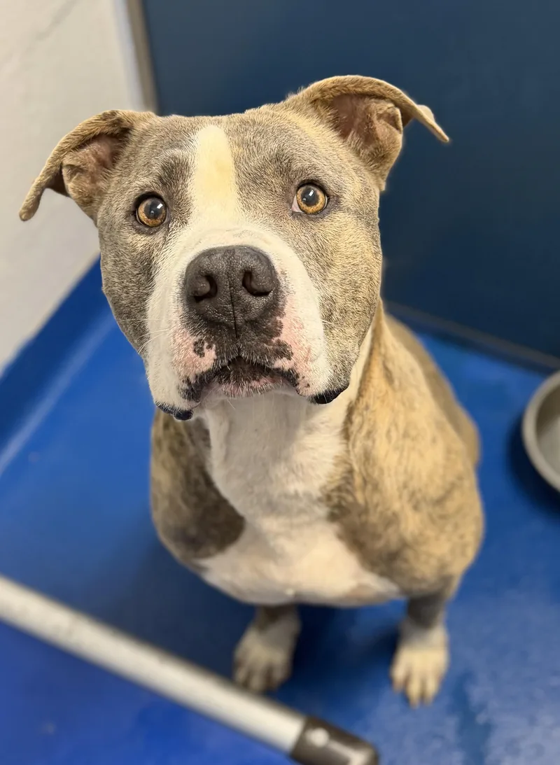 An adult large-sized male Brindle Terrier dog named Nip for adoption in Lancaster, SC