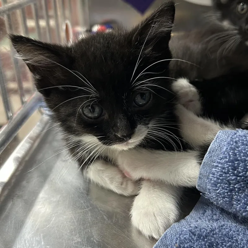A baby small-sized male Black Domestic Short Hair cat named Salt for adoption in Pensacola, FL