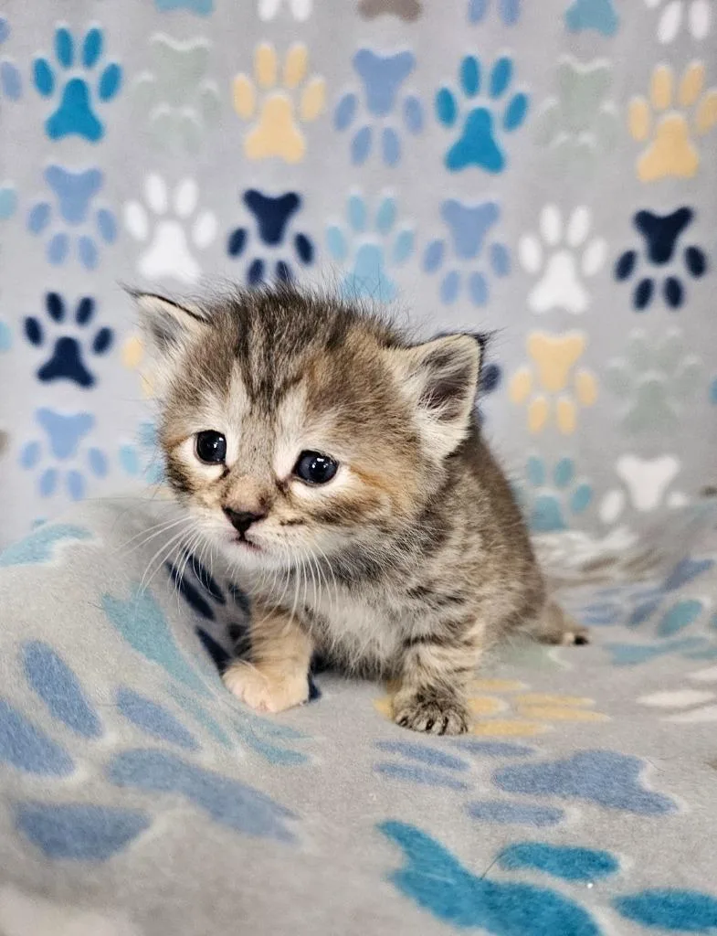 A baby small-sized female Domestic Short Hair cat named Twix for adoption in Wabash, IN