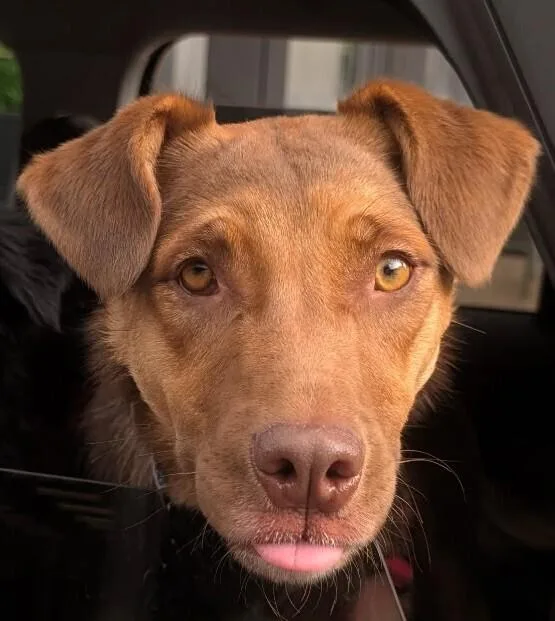 An adult medium-sized female Shepherd dog named Brandy for adoption in Thornton, CO