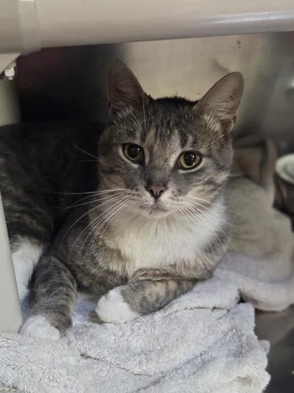 An adult large-sized male Domestic Short Hair cat named Chet for adoption in Westland, MI