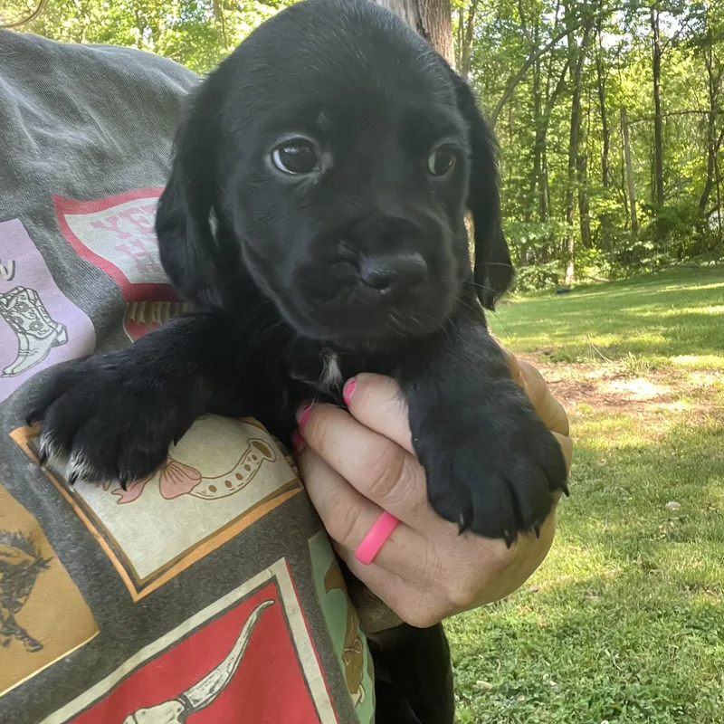 A baby medium-sized female Black Cocker Spaniel dog named Petunia for adoption in Rock Hill, SC