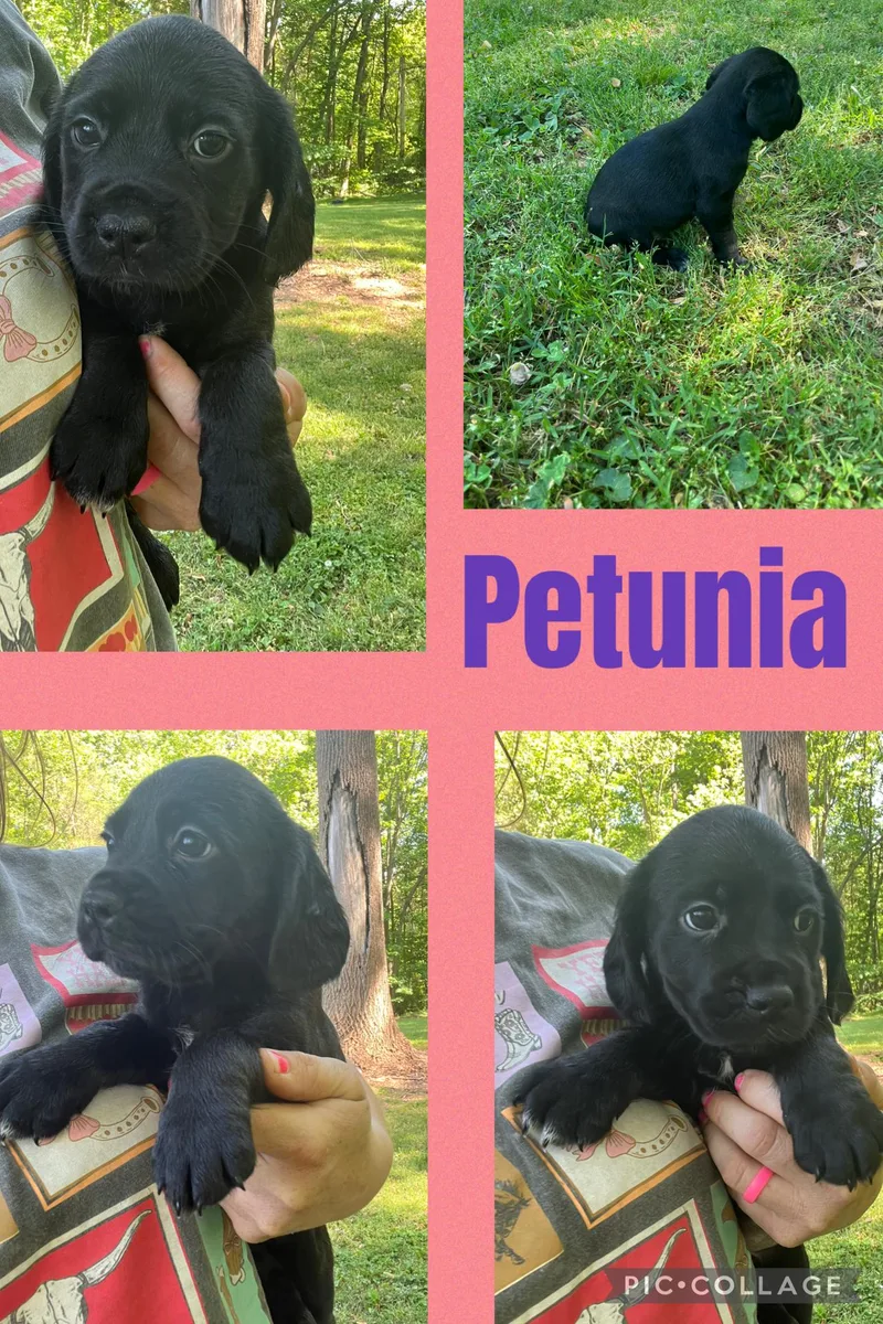 Petunia thumbnail 3