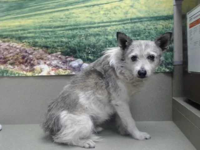 An adult medium-sized male Parson Russell Terrier dog named Coyote for adoption in Moreno Valley, CA