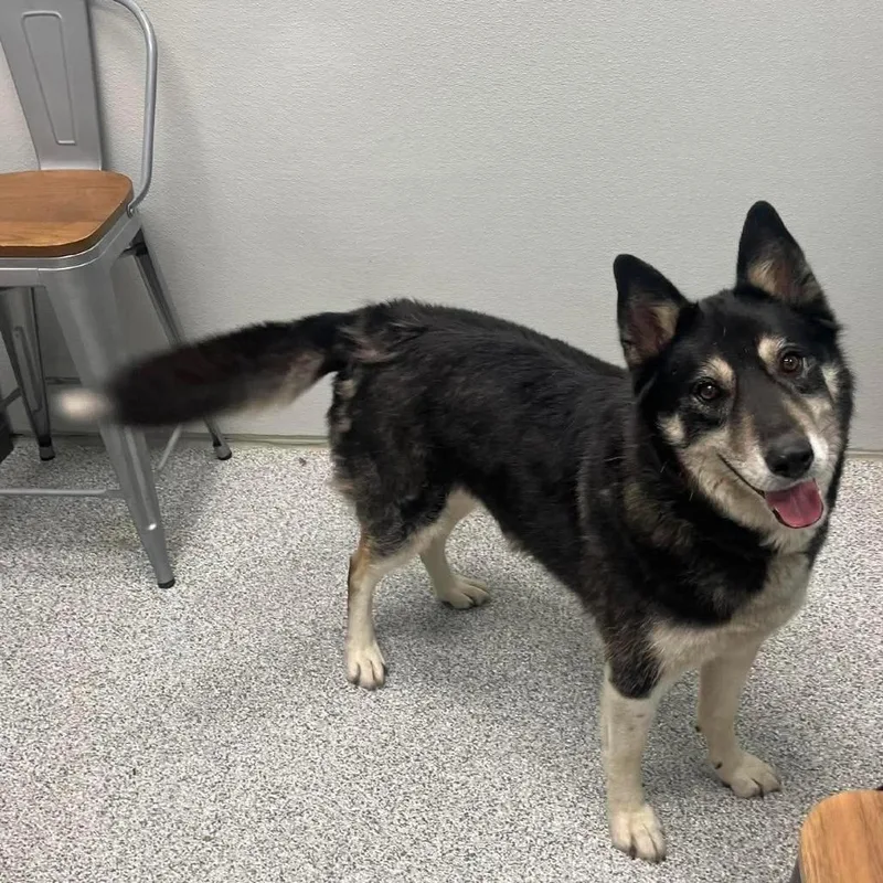 A senior medium-sized male Husky dog named Odin for adoption in Monticello, IA