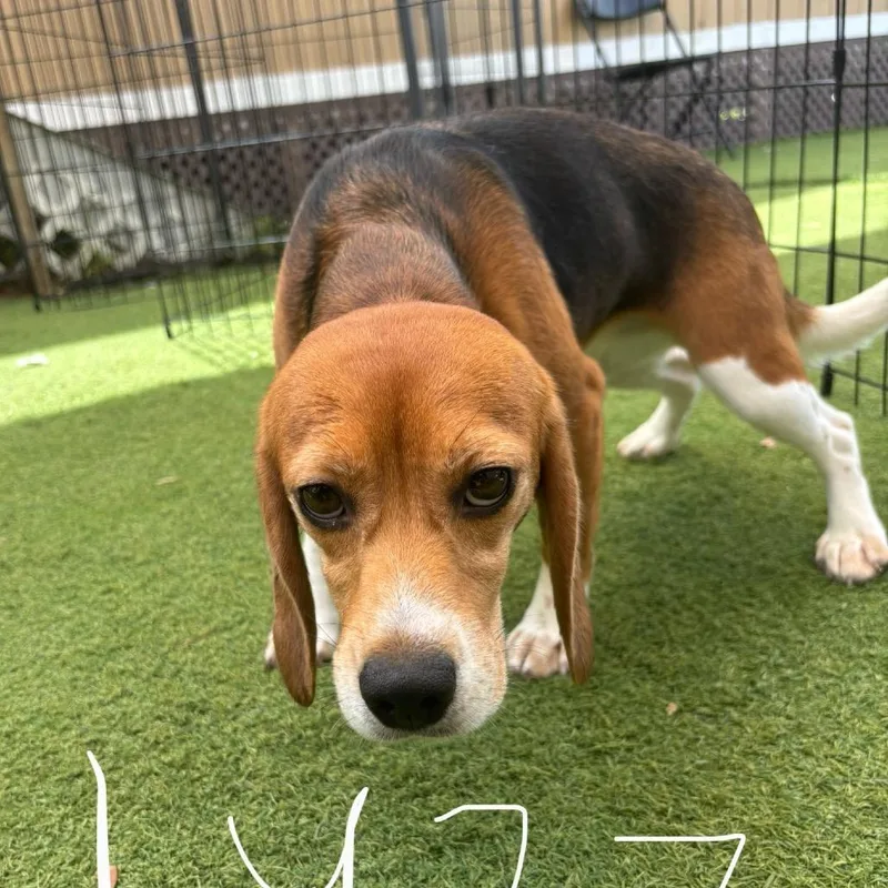 An adult small-sized female Yellow / Tan / Blond / Fawn Beagle dog named Lulu for adoption in LOXAHATCHEE, FL