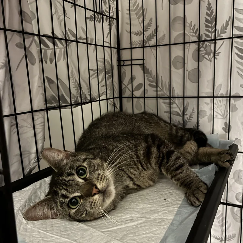 An adult medium-sized female Tabby (Brown / Chocolate) Domestic Short Hair cat named Mary Magdalene for adoption in Brooklyn, NY