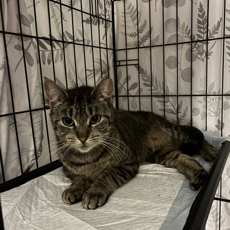 Mary Magdalene thumbnail 4