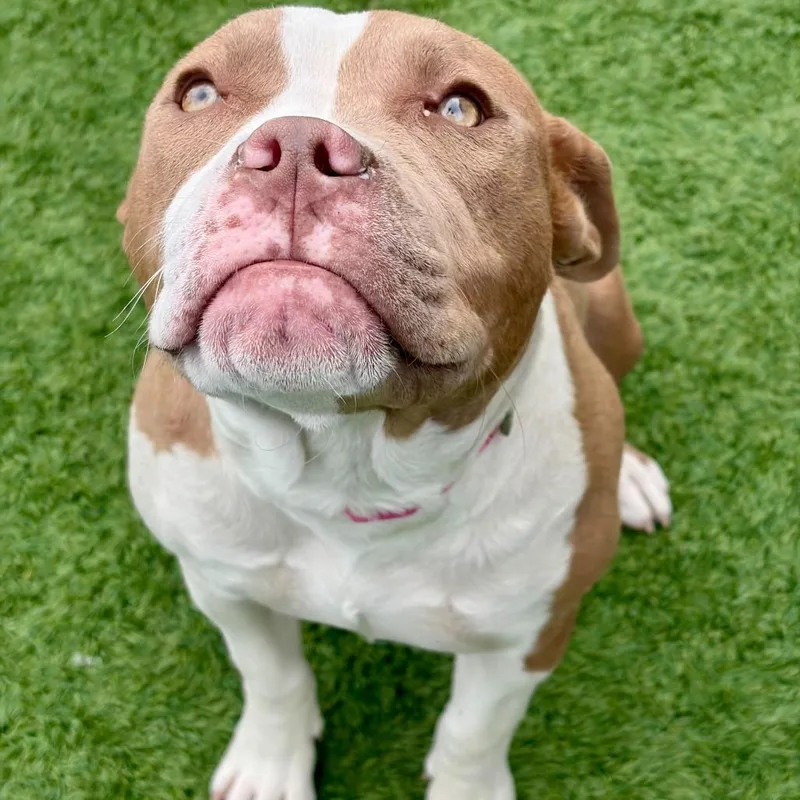 A young medium-sized female Yellow / Tan / Blond / Fawn Pit Bull Terrier dog named Miss Piggy for adoption in Matteson, IL