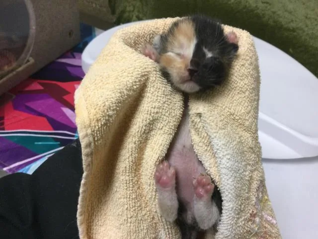 A baby small-sized female Domestic Short Hair cat named Demi for adoption in Riverside, CA