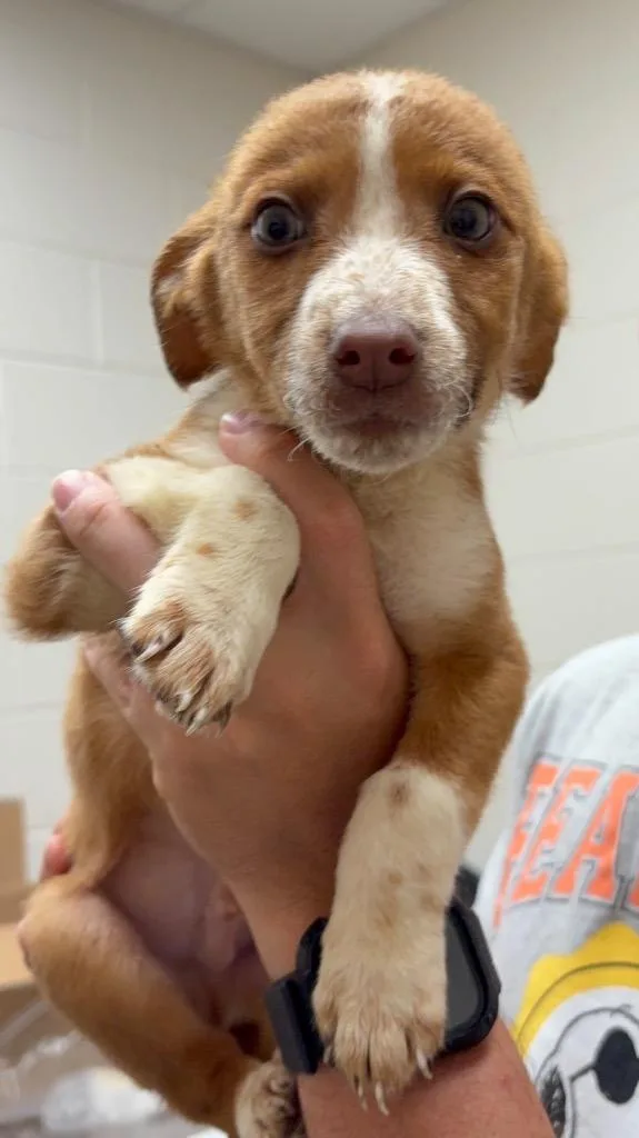 A baby medium-sized male Australian Shepherd dog named Cedar Ac for adoption in Greeneville, TN