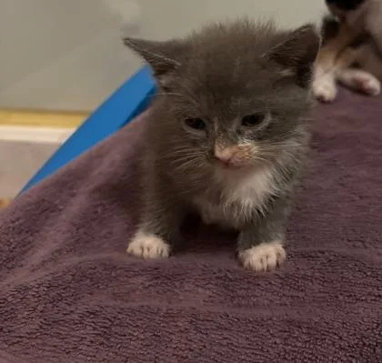 A baby small-sized female Domestic Short Hair cat named Jean Grey for adoption in Cumming, GA