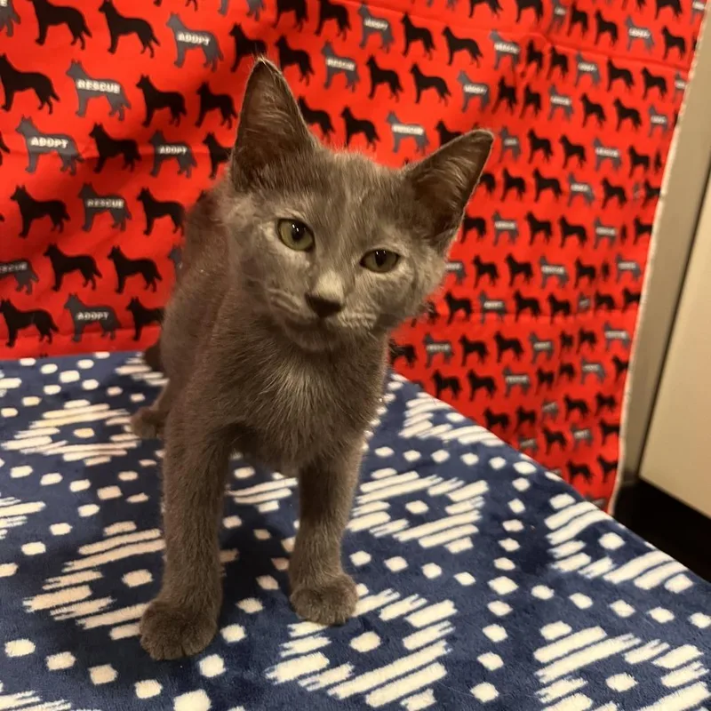 A baby small-sized male Gray / Blue / Silver Domestic Short Hair cat named Gibbons for adoption in Washburn, MO