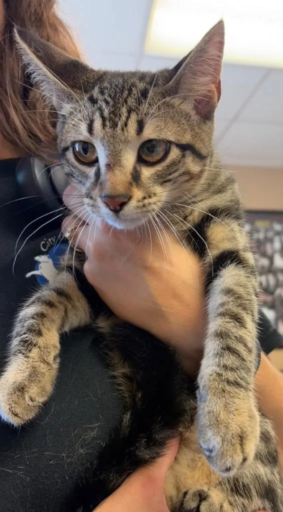 A baby small-sized female Domestic Short Hair cat named Doorbell for adoption in Maumelle, AR