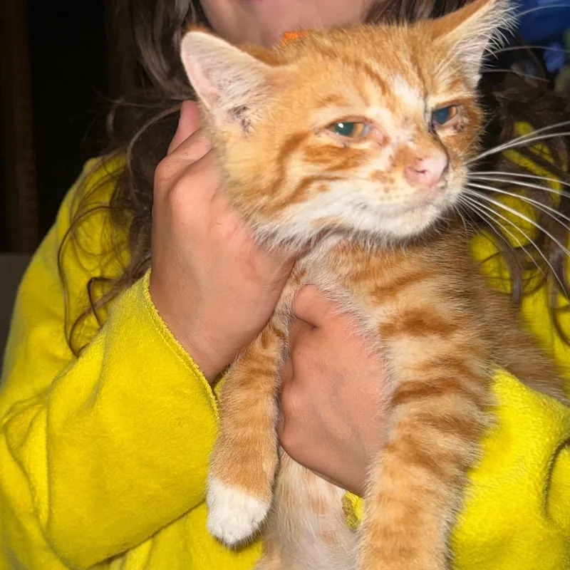 A baby small-sized male Orange / Red Domestic Short Hair cat named Chicken for adoption in Ringtown, PA