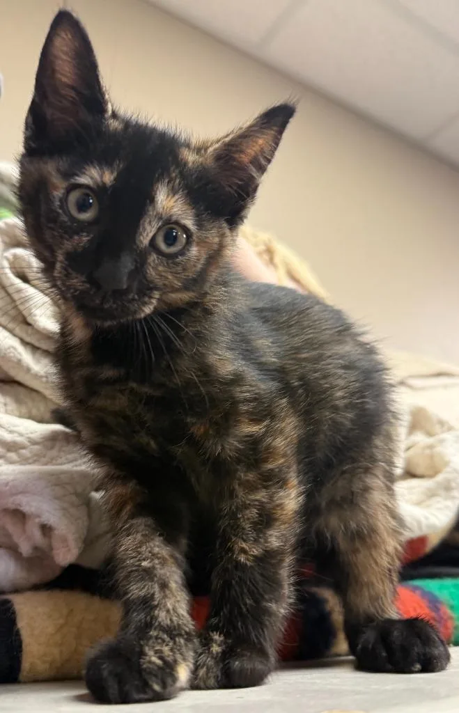 A baby medium-sized female Domestic Short Hair cat named Kiki for adoption in Midland, TX