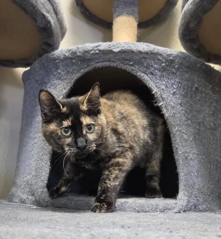 Kiki thumbnail 3