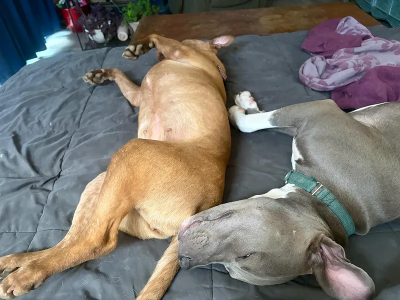 A young medium-sized female Gray / Blue / Silver Mixed Breed dog named Bonnie for adoption in Vassalboro, ME