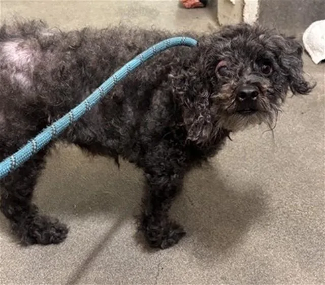 An adult medium-sized female Poodle dog named Rosie for adoption in Upper Marlboro, MD