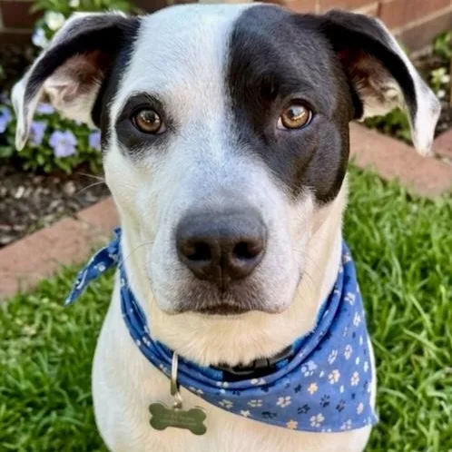 A young medium-sized male White / Cream Mixed Breed dog named Pongo for adoption in Tunica, MS