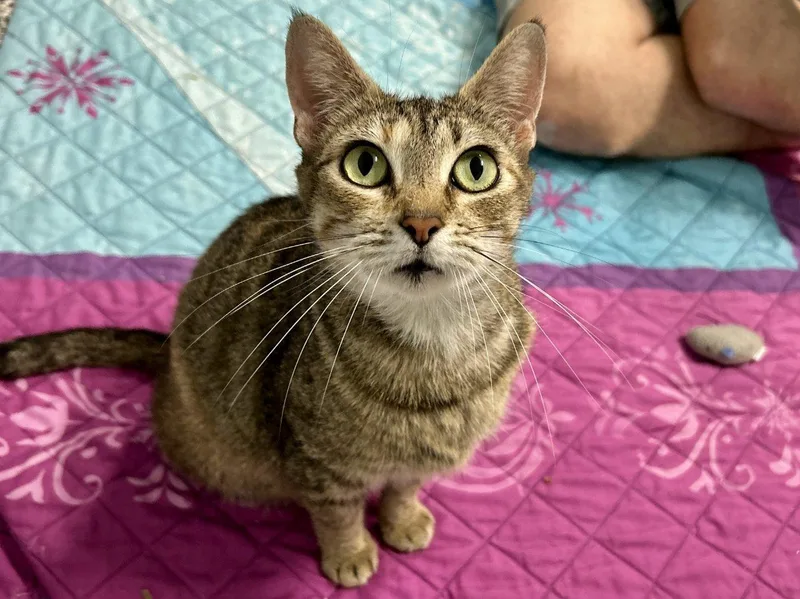 An adult small-sized female Domestic Short Hair cat named Clara for adoption in Raleigh, NC