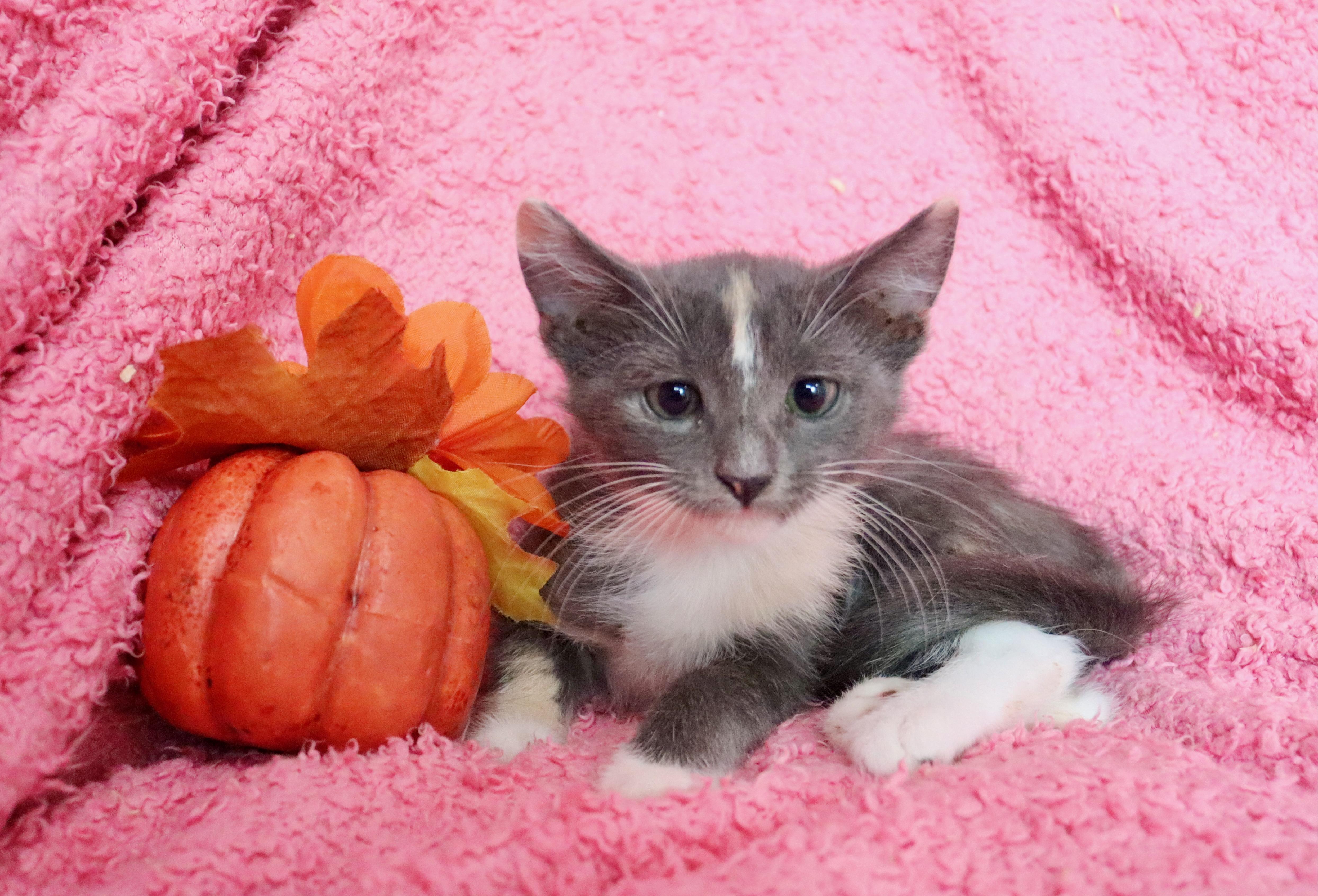 A baby medium-sized female Dilute Calico cat named Starburst for adoption in Saint Augustine, FL