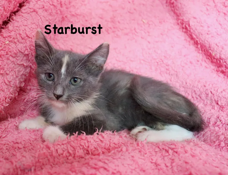 Starburst thumbnail 5