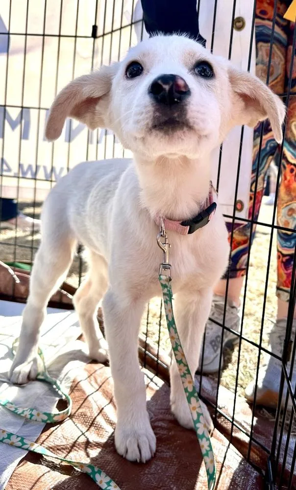 A baby medium-sized female White / Cream Great Pyrenees dog named Scrabble for adoption in Shawnee, OK