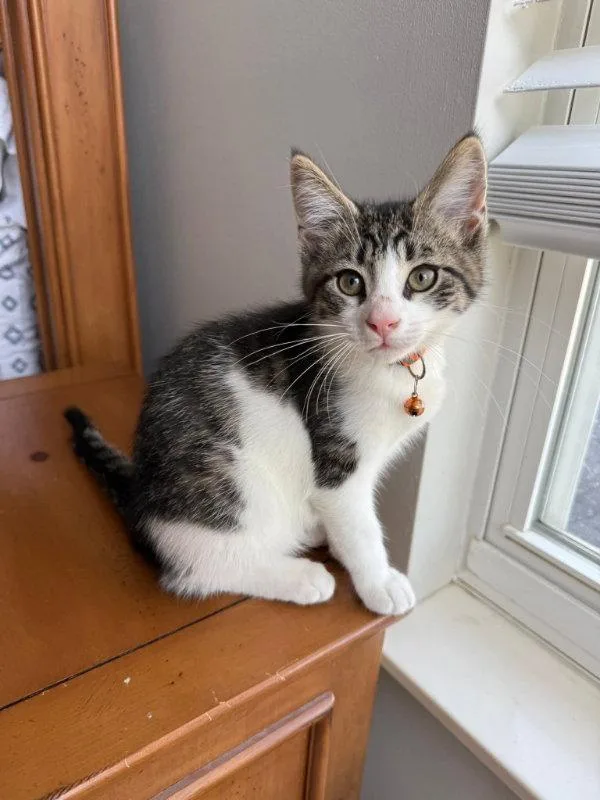 A young medium-sized female Gray & White Domestic Short Hair cat named Walnut for adoption in Knoxville, TN