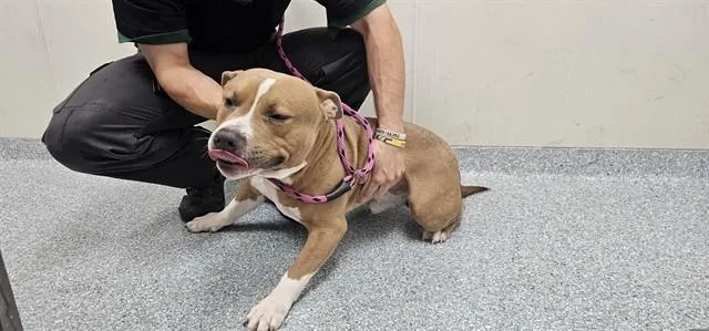 A young medium-sized male Pit Bull Terrier dog named Panzer for adoption in Garland, TX